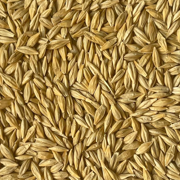 barley-seed