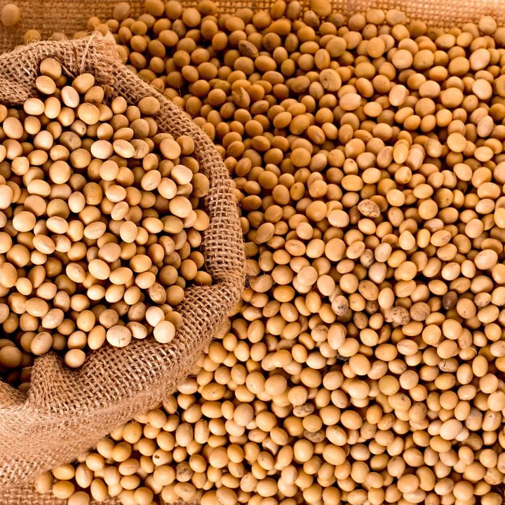 soybean-seed