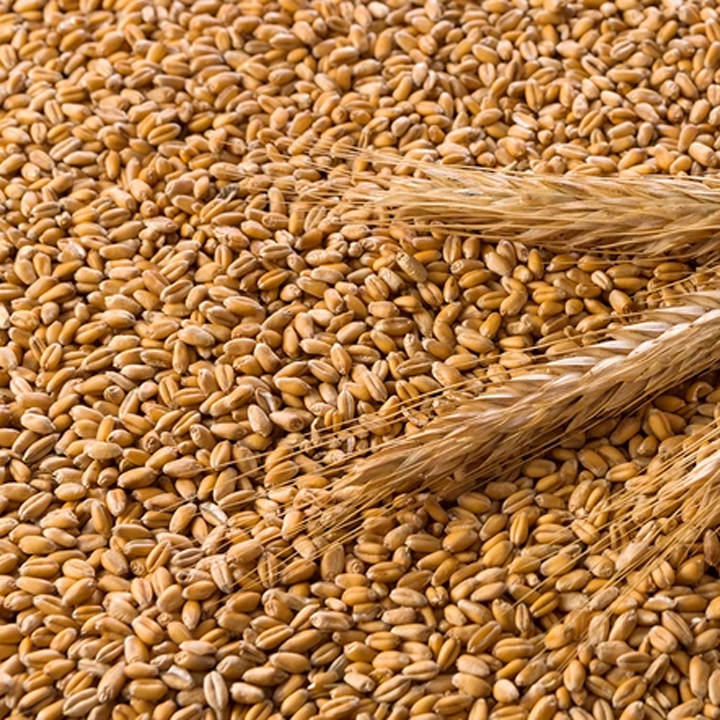 wheat-seed